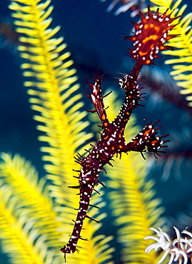 Ornate ghost pipefish (harlequin ghost pipefish) (Solenostomus paradoxus), usually found in pairs at sea fans, or crinoids, Celebes Sea, Sabah, Malaysia, Southeast Asia, Asia