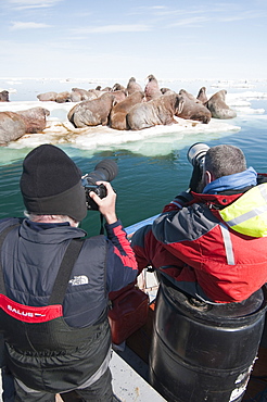 Tourists photographing a group of walrus (Odobenus rosmarus) resting and sunbathing, Arctic Kingdom walrus expedition, Foxe Basin, Nunavut, Canada, North America