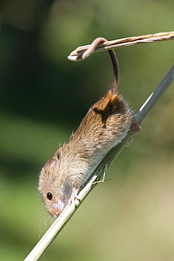 Harvest mouse (Micromys minutus) the smallest British rodent by weight, with prehensile tails to help them climb, United Kingdom, Europe