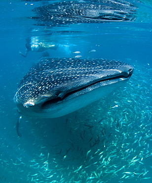 Scientist and whale shark (Rhincodon typus) feeding at the surface on zooplankton, mouth open, known as ram feeding, Yum Balam Marine Protected Area, Quintana Roo, Mexico, North America   