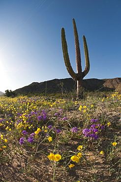 Giant Cardon cactus (Pachycereus pringlei) (Cardan) is a species of cactus native to northwestern Mexico, North America