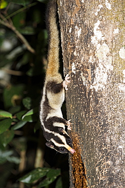 Rarely seen Striped possum (Dactylopsila trivirgata) on tree in the Wet Tropic rainforest of Queensland, Australia, Pacific