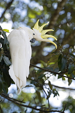 Greater sulphur-crested cockatoo (Cacatua galerita), Queensland, Australia, Pacific