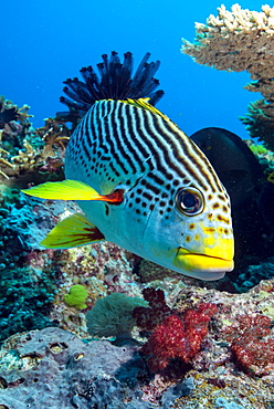 Striped sweetlips (diagonal banded sweetlips) (Plectorhinchus lineatus), North Ribbon Reef, Great Barrier Reef, UNESCO World Heritage Site, Queensland, Australia, Pacific