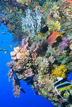 Colourful, coral covered Reef wall at Osprey Reef, Longfin banner fish (Heniochus acuminatus), Coral Sea, Queensland, Australia, Pacific