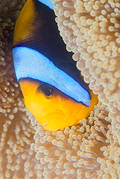 Barrier reef anenomefis (Amphiprion akindynos) in tentacles of host anemone in symbiosis, Queensland, Australia, Pacific