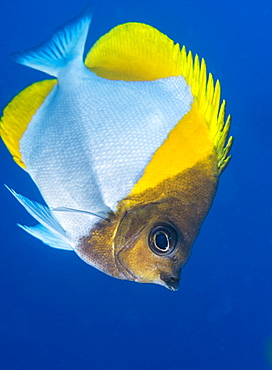 Pyramid butterflyfish (Hemiaurichthys polylepis), Queensland, Australia, Pacific