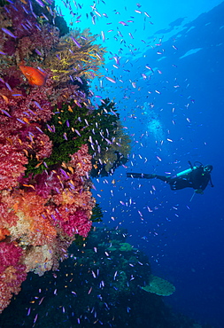 Colourful reef fish (Orange and purple anthias sp.) plus with hard and soft corals on reef wall, Queensland, Australia, Pacific