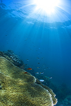 Hard and soft coral landscape scenic at Thetford Reef on the Great Barrier Reef, UNESCO World Heritage Site, Cairns, Queensland, Australia, Pacific