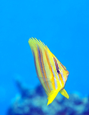 Rainford's Butterflyfish (Chaetodon rainfordi), Cairns, Queensland, Australia, Pacific