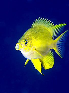 Golden damselfish (Amblyglyphidodon aureus) a zoo plankton feeding coral reef fish seen here ingesting food, Matangi Island, Vanua Levu, Fiji, Pacific