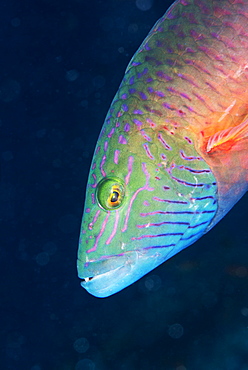 Cheek-lined wrasse (Oxycheilinus digramma), Matangi Island, Vanua Levu, Fiji, Pacific