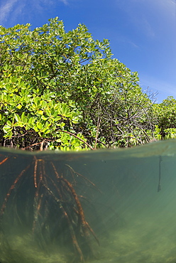 Rhizophora sp. mangrove above and below split shots from Sau Bay, Vanua Levu, Fiji, South Pacific, Pacific
