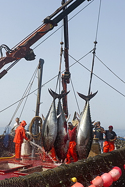 Atlantic Bluefin tuna caught by the Almadraba maze net system, fish are lifted via ropes on their tail fins and placed on ice, Andalucia, Spain, Europe