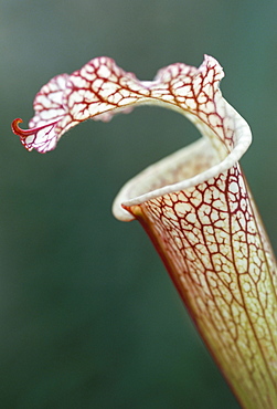 Trap of carnivorous plant, Sarracenia leucophylla, Kew Gardens, London, England, United Kingdom, Europe