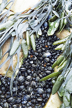 Mussels and seaweed on the tidal seashore, Cullen, Scotland, United Kingdom, Europe