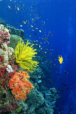 Shallow top of reef serving as a nursery for young fish, Sabah, Malaysia, Borneo, Southeast Asia, Asia