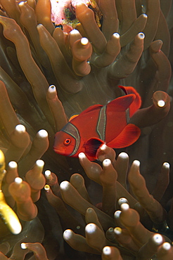 Clownfish taking refuge in host anemone, Saparua Island, Moluccas, Indonesia, Southeast Asia, Asia