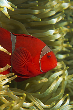 Clownfish taking refuge in host anemone, Saparua Island, Moluccas, Indonesia, Southeast Asia, Asia