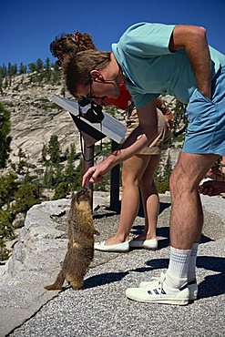 Alpine marmot, Yosemite National Park, California, United States of America, North America