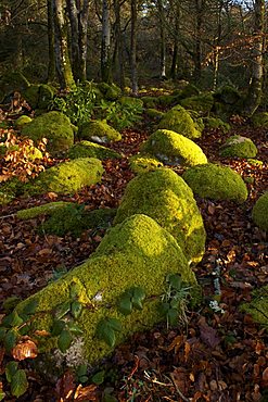 Mossy boulders, Dartmoor National Park, Devon, England, United Kingdom, Europe