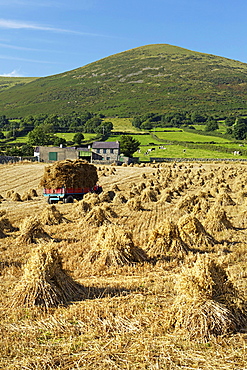 Oat stooks, Knockshee, Mourne Mountains, County Down, Ulster, Northern Ireland, United Kingdom, Europe