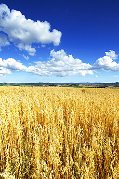 Oat Field, Thorverton, Devon, England, United Kingdom, Europe