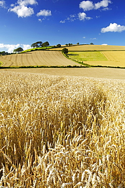 Summer Fields, Thorverton, Devon, England, United Kingdom, Europe