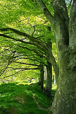 Line of beech trees in a wood in spring