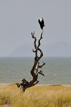 Fish eagle, Lake Turkana, Kenya, East Africa, Africa