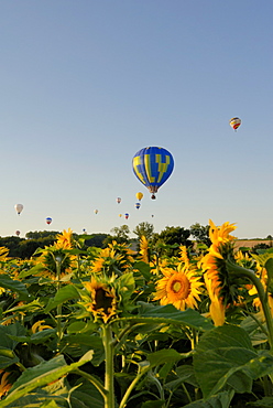 Hot air ballooning over fields of sunflowers in the early morning, Charente, France, Europe