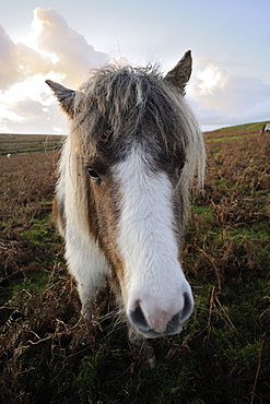 Dartmoor pony, Dartmoor, Devon, England, United Kingdom, Europe