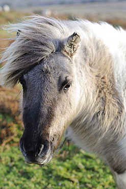 Pony on windy day, Dartmoor, Devon, England, United Kingdom, Europe