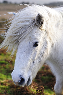 Pony on windy day, Dartmoor, Devon, England, United Kingdom, Europe