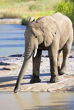 Elephant drinking, Pilanesberg National Park, Sun City, South Africa, Africa