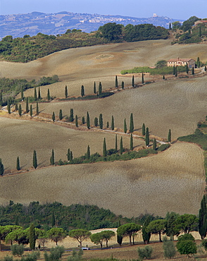 Aerial view of rural road lined with cypress trees, Tuscany, Italy, Europe