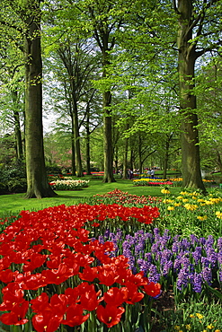 Tulips and hyacinths in the Keukenhof Gardens at Lisse, the Netherlands, Europe