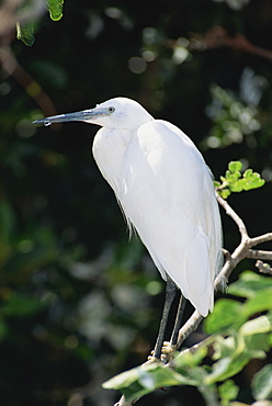 Little Egret