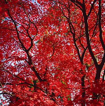 Canopy of acer tree's fall foliage, Gloucestershire, England, United Kingdom, Europe