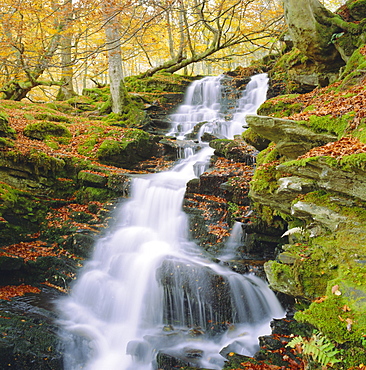 Birks of Aberfeldy, Tayside, Scotland, UK, Europe