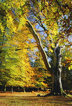 Autumn colours, New Forest, Hampshire, England, UK