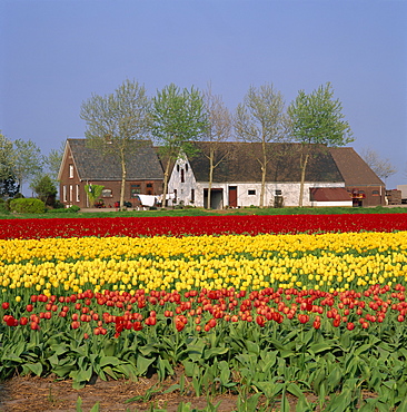 Fields of tulips in Holland, Europe