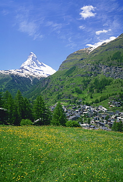 Wild flowers in a meadow with the town of Zermatt and the Matterhorn behind, in Switzerland, Europe