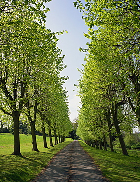 Straight, empty tree lined road in spring, near Mickleham, Surrey, England, United Kingdom, Europe