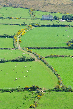 Fields near Dingle, Co. Kerry, Ireland/Eire