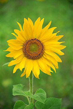 Sunflower, Provence, France, Europe