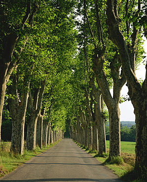 Straight, empty, tree lined road, Normandy, France, Europe