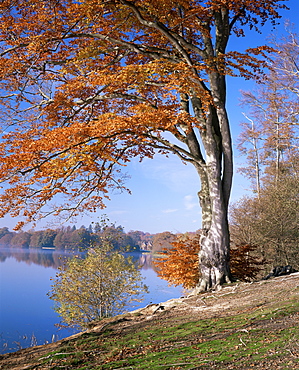 Lake, Virginia Water, Windsor Great Park, Berkshire, England, United Kingdom, Europe