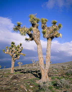 Joshua trees near Death Valley, Joshua Tree National Park, California, United States of America, North America