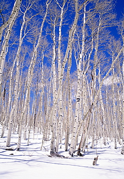 Aspen trees during winter, Dixie National Forest, Utah, USA 